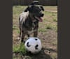 Kona, an Australian Shepherd and Rat Terrier mix tested with EmbarkVet.com