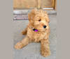 Photo of Charly, a Goldendoodle  in Maryland, USA
