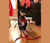 Tiggy, a Rat Terrier and Miniature Pinscher mix tested with EmbarkVet.com