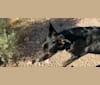 Kiss, a German Shepherd Dog and Rottweiler mix tested with EmbarkVet.com