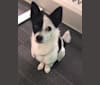 Jak, a Japanese or Korean Village Dog tested with EmbarkVet.com