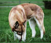 Asha, a Siberian Husky and German Shepherd Dog mix tested with EmbarkVet.com