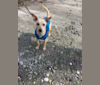 Pico, a Chihuahua and Pomeranian mix tested with EmbarkVet.com