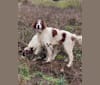 Harry, an Irish Red and White Setter tested with EmbarkVet.com