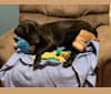 Bailey, a Golden Retriever and German Shepherd Dog mix tested with EmbarkVet.com