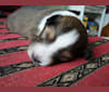 Jack, a Shetland Sheepdog tested with EmbarkVet.com