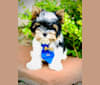 Oliver, a Biewer Terrier tested with EmbarkVet.com