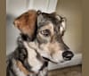 Beatrice, a Staffordshire Terrier and Labrador Retriever mix tested with EmbarkVet.com