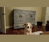 Copper, a Labrador Retriever and Chow Chow mix tested with EmbarkVet.com