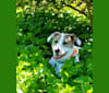 Pearl, an American Pit Bull Terrier and Beagle mix tested with EmbarkVet.com