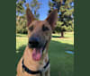 Braum, a German Shepherd Dog and Chow Chow mix tested with EmbarkVet.com