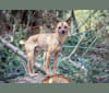 Finley, a Chihuahua and Pomeranian mix tested with EmbarkVet.com