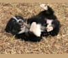 Gala, an Australian Shepherd tested with EmbarkVet.com