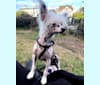 AJ, a Chinese Crested tested with EmbarkVet.com