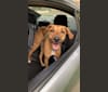 Photo of Chewy, a Border Collie, American Pit Bull Terrier, Redbone Coonhound, and Collie mix in Tennessee, USA