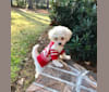 Peyton, a Poodle (Small) tested with EmbarkVet.com