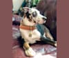 Photo of Auto, a Catahoula Leopard Dog  in Hollister, CA, USA