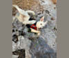 Photo of Colt, a Siberian Husky, American Bulldog, Australian Cattle Dog, and Mixed mix in Mesa, Arizona, USA