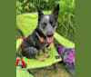 Rush, an Australian Cattle Dog tested with EmbarkVet.com