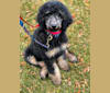 Kenda, a Poodle (Standard) tested with EmbarkVet.com