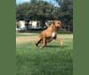 Remy, a Rhodesian Ridgeback and Boxer mix tested with EmbarkVet.com