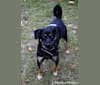 Oscar, a Poodle (Small) and German Shepherd Dog mix tested with EmbarkVet.com