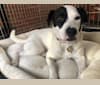 Luna, a Staffordshire Terrier and Rottweiler mix tested with EmbarkVet.com