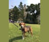 Libby, a Beagle and Australian Shepherd mix tested with EmbarkVet.com
