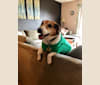 Photo of Rosco, a Russell-type Terrier  in Salem, Massachusetts, USA