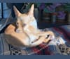 Bijou, a Chihuahua and Shih Tzu mix tested with EmbarkVet.com