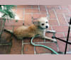 Wilma, a Chihuahua and Maltese mix tested with EmbarkVet.com