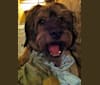 Photo of Fergus, a Rottweiler, Golden Retriever, Labrador Retriever, Australian Cattle Dog, and Mixed mix in Buckhannon, WV, USA
