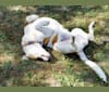 Akatsuki, an Alaskan Malamute and American Pit Bull Terrier mix tested with EmbarkVet.com