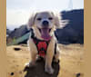 Hiro, a Cocker Spaniel and Chihuahua mix tested with EmbarkVet.com