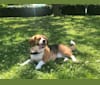 Biggie, a Beagle and Pekingese mix tested with EmbarkVet.com