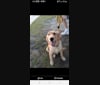 Photo of Stormy, a Golden Retriever  in Spring Hill, Florida, USA