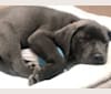 Hayden, a Doberman Pinscher and American Pit Bull Terrier mix tested with EmbarkVet.com