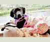 Heidi Marlene Gore, an American Foxhound and Labrador Retriever mix tested with EmbarkVet.com