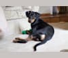Leo, a Doberman Pinscher and Staffordshire Terrier mix tested with EmbarkVet.com