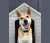 Ralph, a German Shepherd Dog and European Village Dog mix tested with EmbarkVet.com