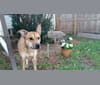 Photo of Rocco, an Australian Cattle Dog, American Pit Bull Terrier, and Mixed mix in Kempton, Illinois, USA