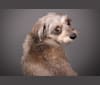 Luna, a Miniature Schnauzer and Rat Terrier mix tested with EmbarkVet.com