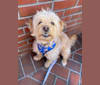 Archie, a Poodle (Small) and Bichon Frise mix tested with EmbarkVet.com