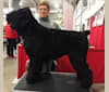 Choppa, a Black Russian Terrier tested with EmbarkVet.com