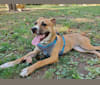 Coffee, an American Pit Bull Terrier and Boxer mix tested with EmbarkVet.com