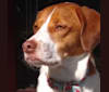 Bepo, an American Foxhound and American Pit Bull Terrier mix tested with EmbarkVet.com