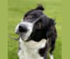 Tula, a Central Asian Shepherd Dog tested with EmbarkVet.com