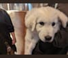 Valiant, a Great Pyrenees tested with EmbarkVet.com