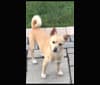 Willow Mae, a Chihuahua and Pekingese mix tested with EmbarkVet.com