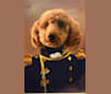 Niko, a Poodle (Small) tested with EmbarkVet.com